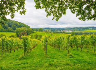 Belgique : Une industrie du vin florissante. Vins Belgique