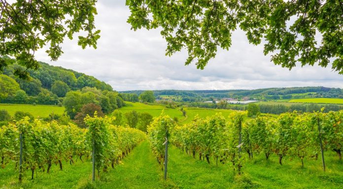 Belgique : Une industrie du vin florissante. Vins Belgique
