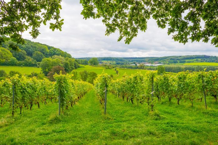 Vins Belgique