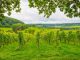 Belgium: A flourishing wine industry. Vins Belgique