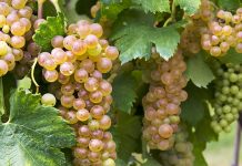 Cépages Italiens : Tout ce que vous devez savoir ! Cépages italiens : Erbaluce