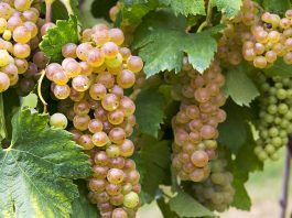 All you need to know about Italian grapes Cépages italiens : Erbaluce