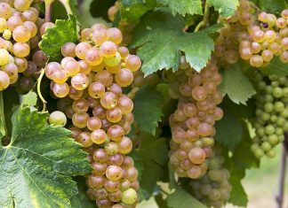 Cépages Italiens : Tout ce que vous devez savoir ! Cépages italiens : Erbaluce