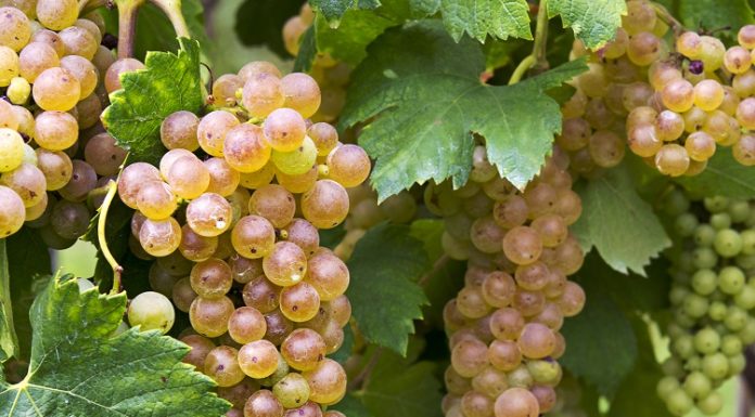 All you need to know about Italian grapes Cépages italiens : Erbaluce