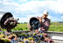 Wine Sustainability and Protecting the Wine Ecosystem