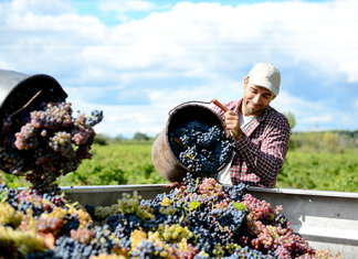 Wine Sustainability and Protecting the Wine Ecosystem