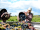 Wine Sustainability and Protecting the Wine Ecosystem